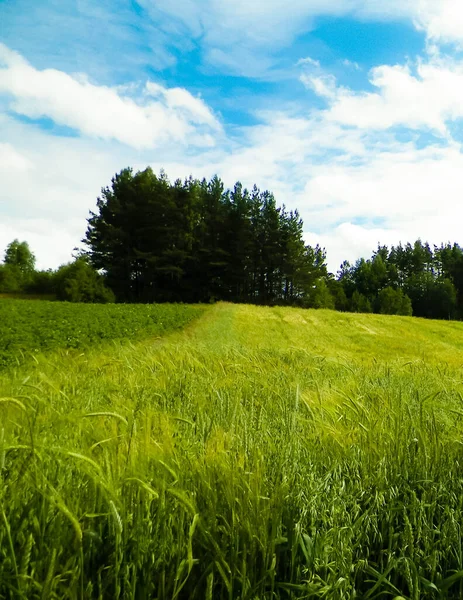 Wiese Wald Nationalpark Pelcznica Schöne Natur Nordpolen — Stockfoto