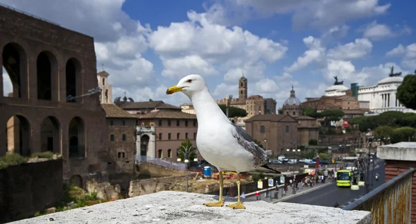 The capital of Italy, Rome. — Stock Photo, Image