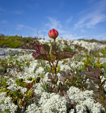 Cloudberries. (Rubus chamaemorus.)