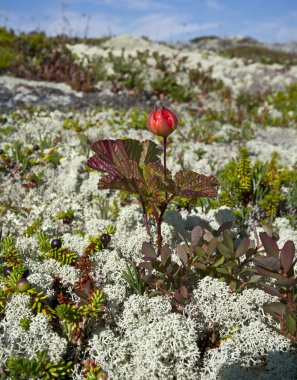 Cloudberries. (Rubus chamaemorus.)
