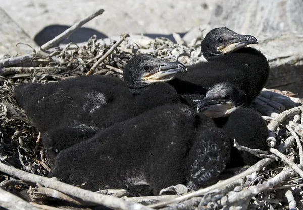 Гнездо бакланов — стоковое фото