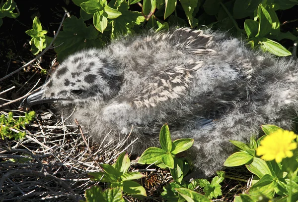 Mouette poussin — Photo