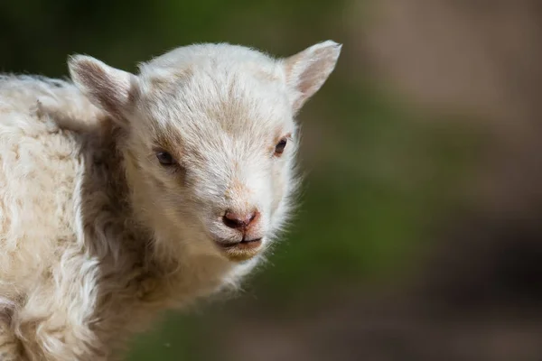 Sheep Rams Useful Pets — Stockfoto