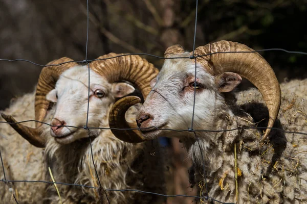 Sheep Rams Useful Pets — Stockfoto