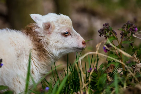 Sheep Rams Useful Pets — Stockfoto