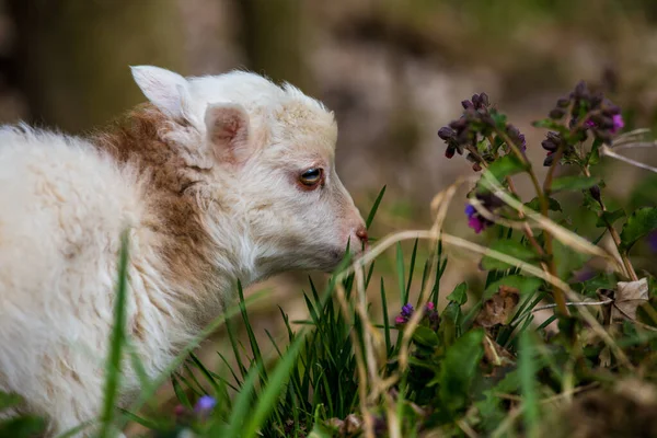 Sheep Rams Useful Pets — Stockfoto
