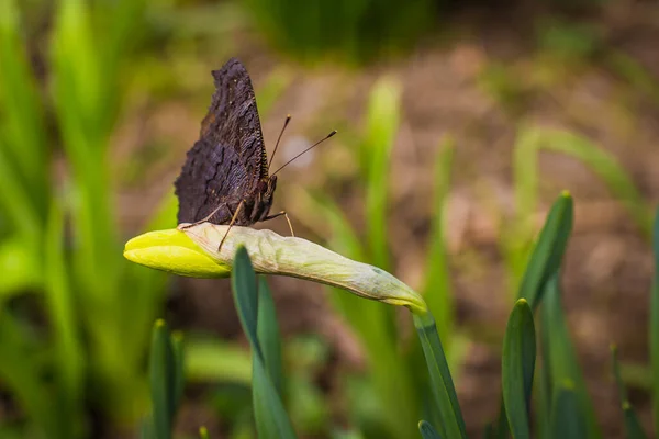 Природа Прокидається Метелики Прокидаються Після Зими — стокове фото