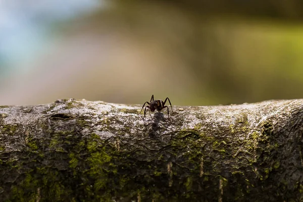 Las Hormigas Son Trabajadoras Animales Pequeños — Foto de Stock