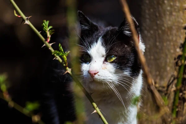 a stray cat is trying to find fooda stray cat is trying to find food