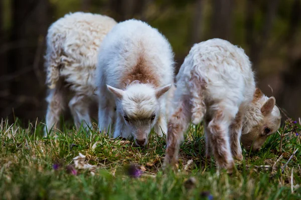 Sheep Rams Useful Pets — Foto de Stock