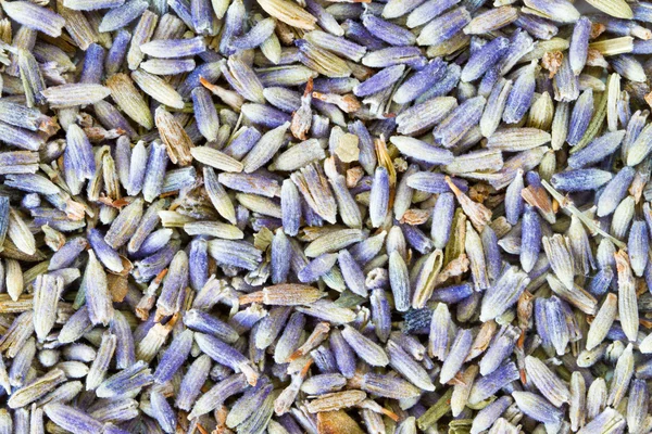 Sfondo lavanda — Foto Stock