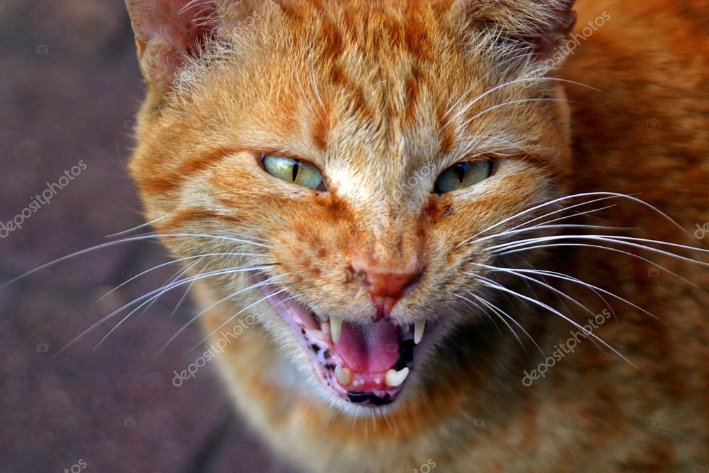 Gatto Arrabbiato Foto Stock Itayuri 19492171