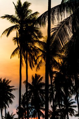 Hindistan cevizi, sunset