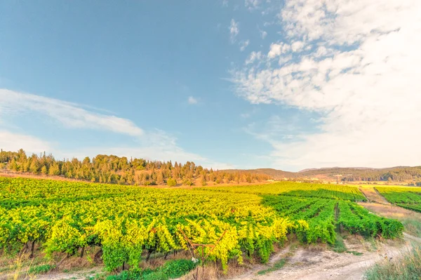 Vinyards