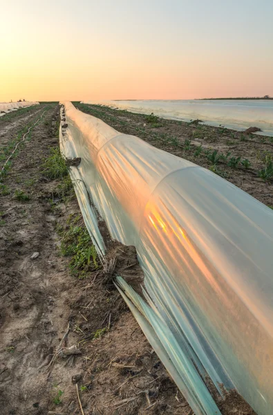 küçük polytunnel