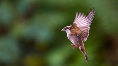 Flying House Sparrow clipart