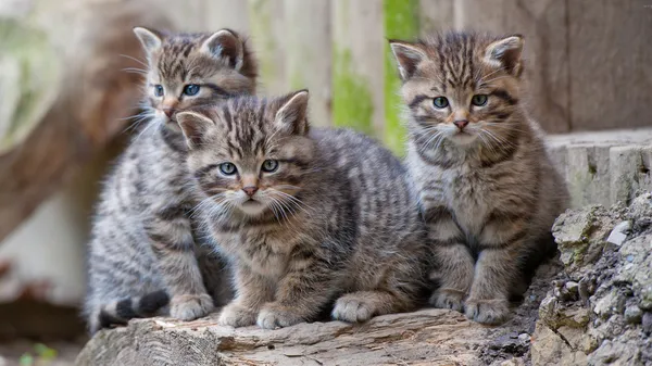 Tres bebés Wildcats — Foto de Stock