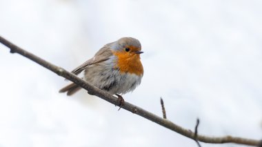 Robin bir dal oturuyor