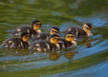 dos empresarios compartir bromas