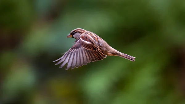 Flying House Sparrow — Stock Photo, Image