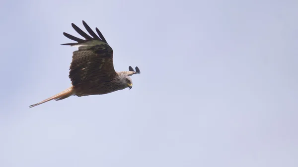 Vliegende roofvogel — Stockfoto