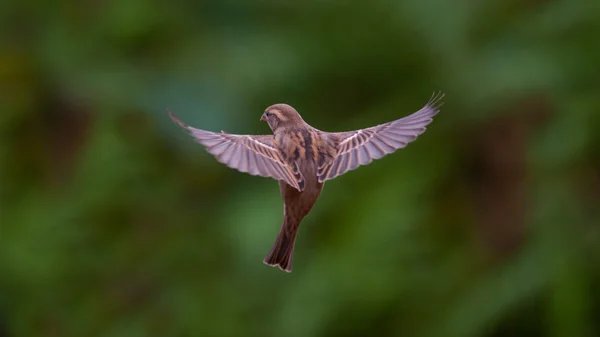 Fliegender Haussperling — Stockfoto