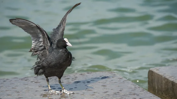 Açık kanatlı Sakarmeke