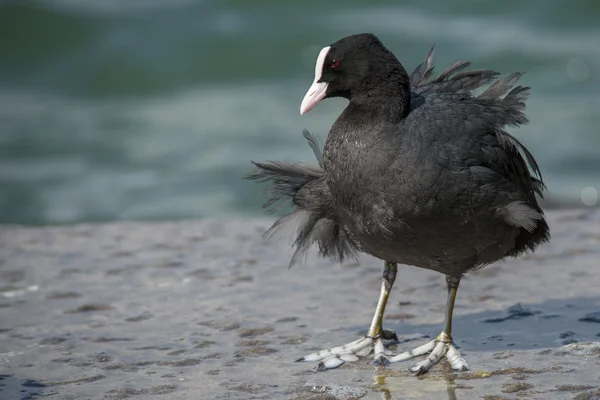 Gölün yakınında şirin Sakarmeke