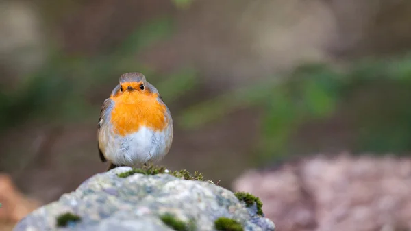 Robin está sentado en una roca — Foto de Stock