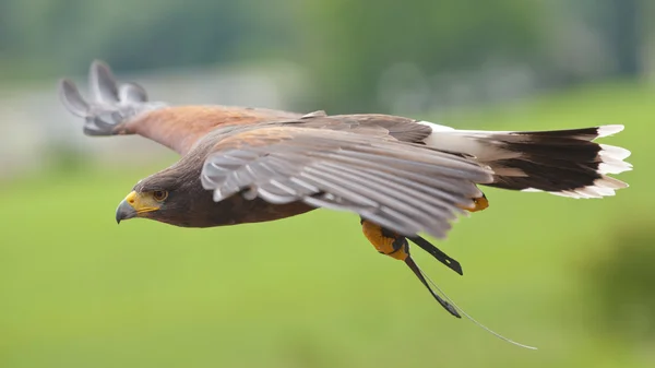 Fliegender Greifvogel — Stockfoto