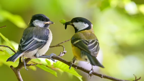 Koolmees is het voeden van jongere vogel — Stockfoto