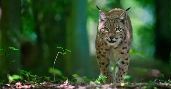 Lynx tiptoes üzerinde wanlking olduğunu