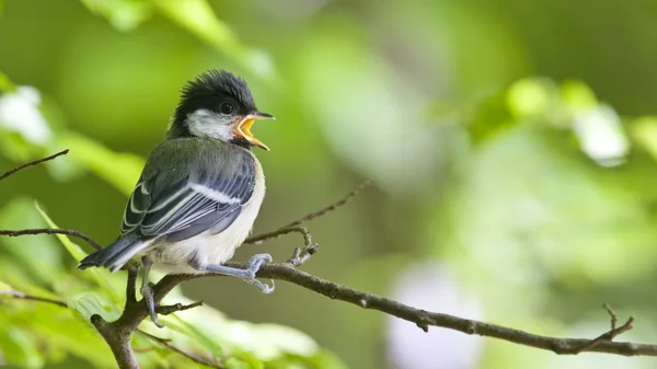 Young great tit is singing — Stock Photo, Image