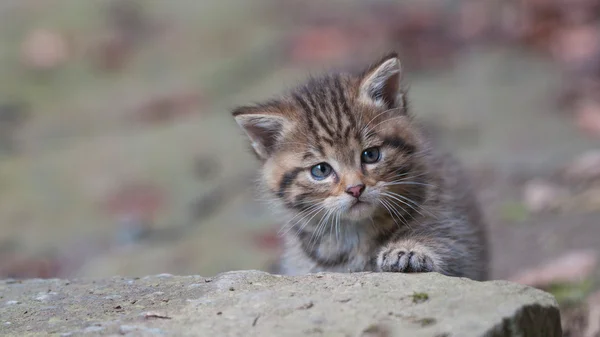 küçük vahşi kedi