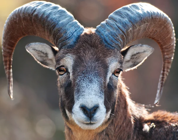 Mufflon-Porträt — Stockfoto