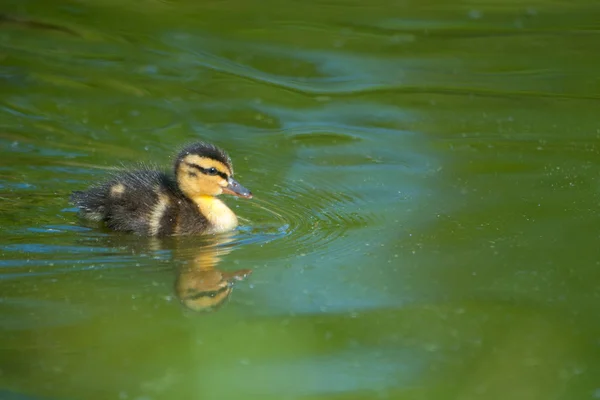 ánade real del bebé