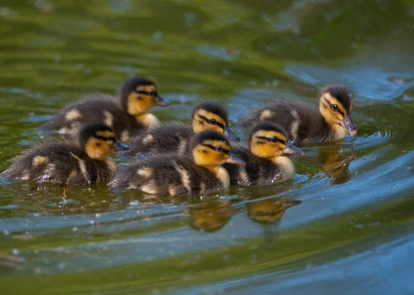 dos empresarios compartir bromas