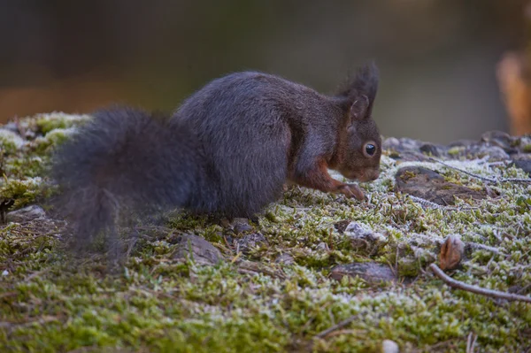 Sincap yiyecek arıyor