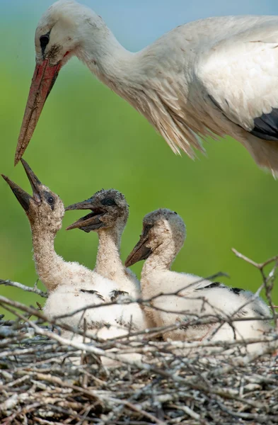Üç babystorks ile annesi leylek