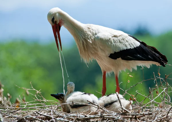 Stork is feeding his kids