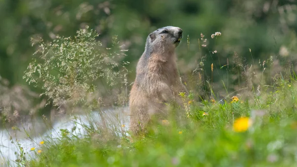 Marmota Imágenes De Stock Sin Royalties Gratis