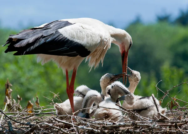 Stork is feeding his kids Stok Fotoğraf