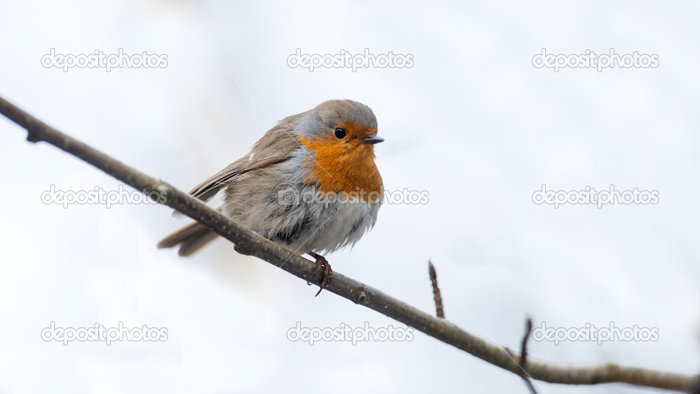 Robin is sitting on a branch