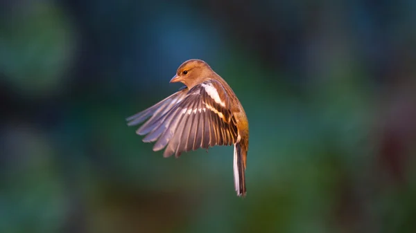 Flygande bofink — Stockfoto