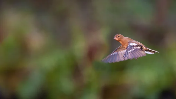 Chaffinch voador Imagem De Stock