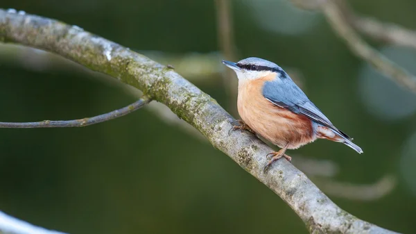 ¡Nuthatch! Imagen De Stock