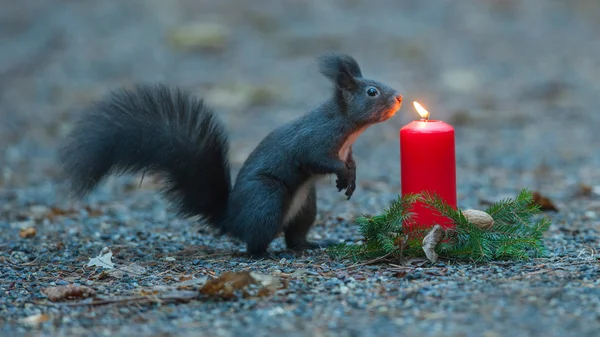 Squirrel is wondering about a candle — Stock Photo, Image