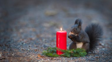 Squirrel nut yakınındaki bir mum ışığı yiyor
