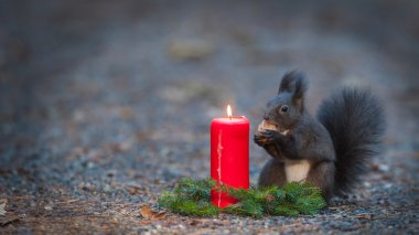 Squirrel is eating a nut near a candle light clipart
