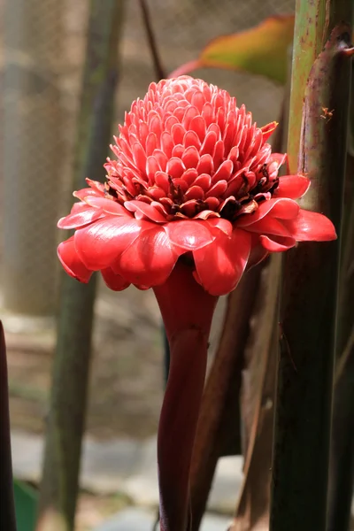 Flor para o delta do Mekong — Fotografia de Stock